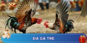 Đá gà tre thú vị